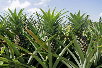 Obraz premium Pineapple Plantation