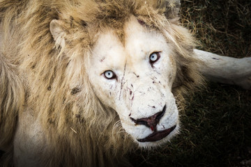 portrait of a white lion with blue eyes