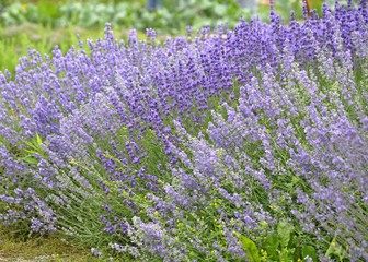 Obraz premium flowerbed filled with blooming lavender flowers
