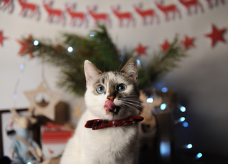 White pushstny eyed cat in a burgundy bow tie with embroidered pattern in a New Year's interior....
