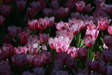 Obraz na płótnie Canvas Tulip flowers in the field