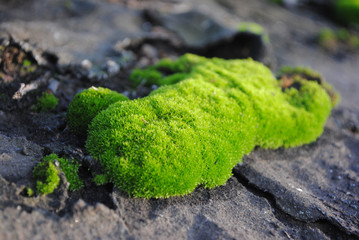 Bright green moss on a wooden surface, background