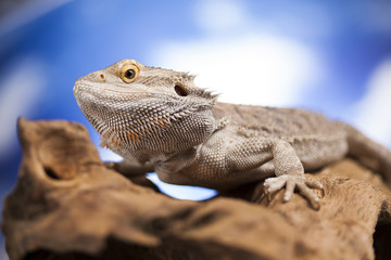 Agama bearded, pet on black background, reptile
