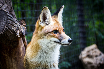 red fox looking out for prey