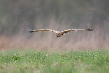 Błotniak Stawowy w locie (Circus aeruginosus) © szczepank