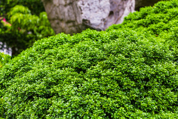 Green Leaves Background, Fresh Green Leaf