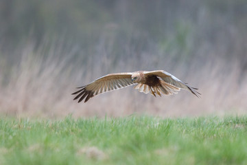 Błotniak Stawowy w locie (Circus aeruginosus) © szczepank