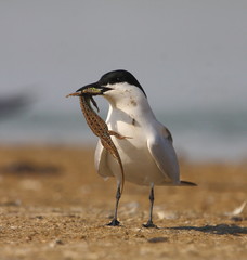 Gull-billed Tern with lizard