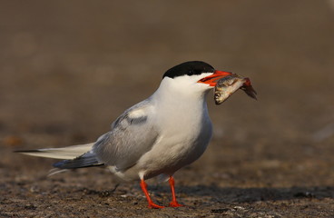 Common tern