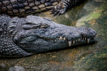 Caïman Noir