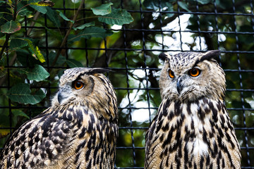 Owl in profile