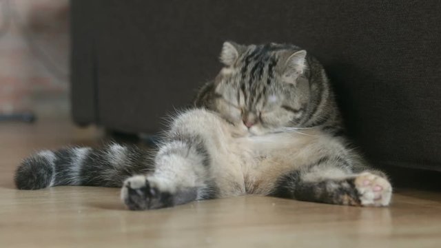 cat american short hair lying and lick herself in the house