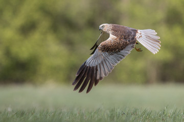 Błotniak Stawowy w locie (Circus aeruginosus) © szczepank