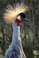 Grey Crowned Crane - Balearica regulorum