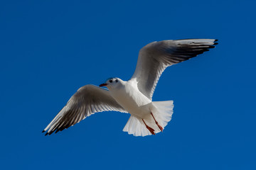 Mewa w locie nad Morzem Bałtyckim w Swinoujściu © Pawel Gruntowicz
