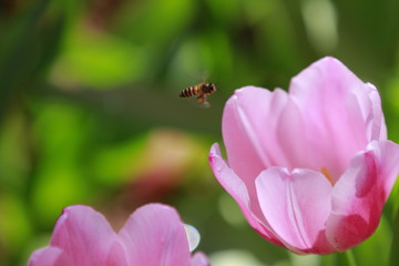 Tulip flowers in the field