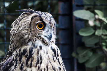 Owl in profile