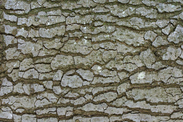 natural texture, background - tree bark