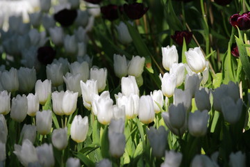 Tulip flowers in the field
