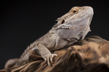 Pet, lizard Bearded Dragon on black background