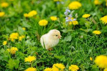 chicken on the green grass
