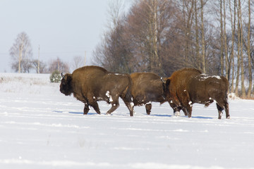 Żubr europejski zimą w Puszczy Knyszyńskiej (Bison bonasus)