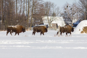 Żubr europejski zimą w Puszczy Knyszyńskiej (Bison bonasus)