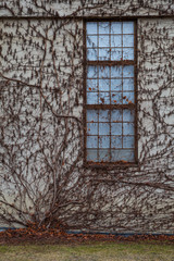 Old window rusty wall with creepers