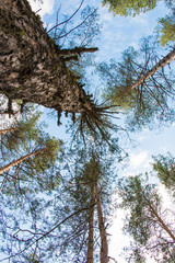 Tops of the pine trees and sky