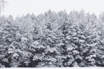 Leśny zimowy krajobraz