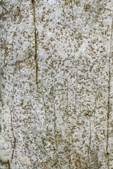 Obraz premium natural texture, background - old wood