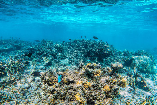 Fototapeta Underwater coral reef and fish in Indian Ocean, Maldives.