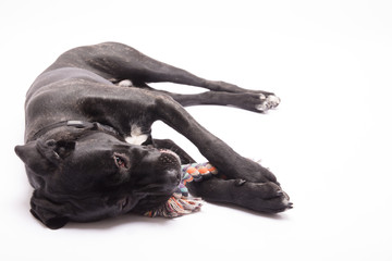 liegender gro&szlig;er hund spielt mit kauseil