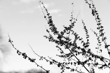 Close up of foliage growing against blue sky