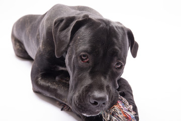 liegender hund mit spielzeug im kund