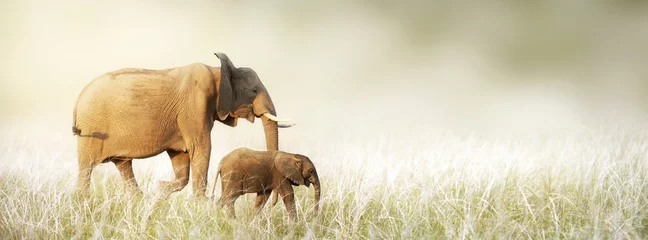 Poster Moeder en babyolifant lopen door hoog gras © adogslifephoto