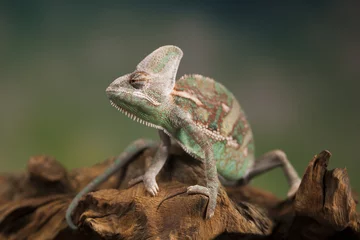 Photo sur Plexiglas Caméléon Chameleon, lizard sits at the root