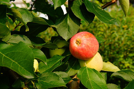 Яблочки в тени листвы