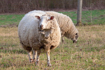 Obraz premium dirty sheep in the paddock