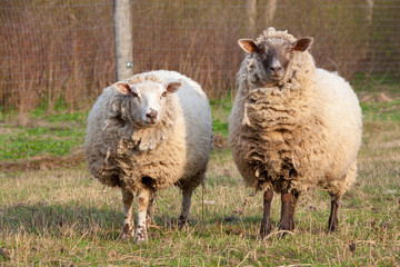 dirty sheep in the paddock