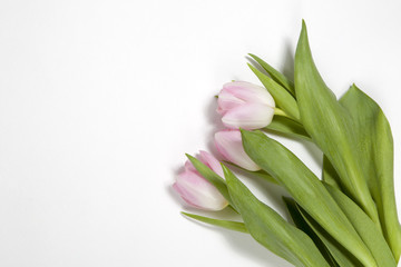 pink tulip on white background for special ocasion