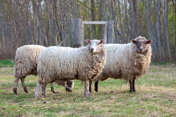 dirty sheep in the paddock
