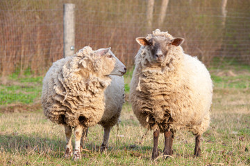 Naklejka na ściany i meble dirty sheep in the paddock