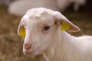 Obraz premium Tagged young goat