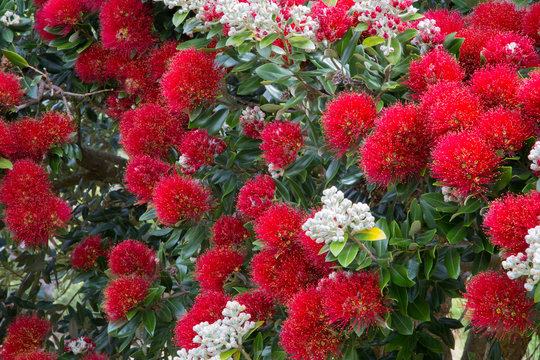Pohutukawa tree blooming with red flowers, in summer season in New Zealand around Christmas time, closeup photo of endemic tree in full bloom