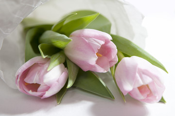 The Anniversary pink tulip flower bouquet wrapped in white paper