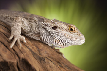 Agama bearded, pet on black background, reptile