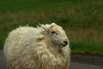 A sheep in Yorkshire