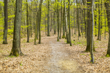 Fototapeta na wymiar Path in the spring deciduous forest