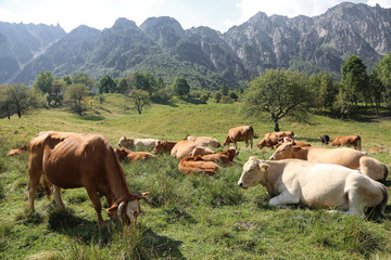 cows grazing on the plateau near the Italian Alps in summer